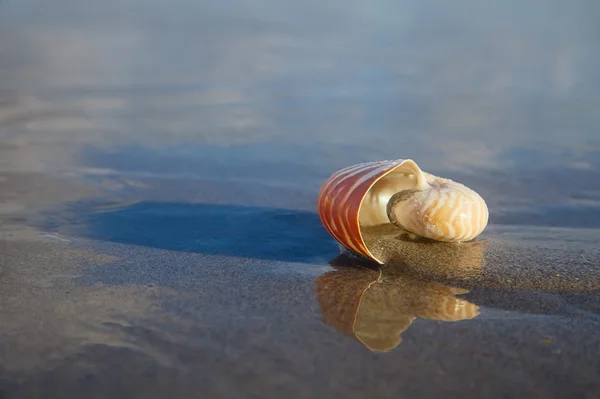 Nautilus shell on beach and blue sea — Stock Photo, Image