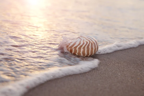 Nautilus-Muschel in der Meereswelle und Sonnenaufgangslicht — Stockfoto