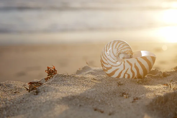 Conchiglia Nautilus sulla spiaggia sotto i raggi del sole tropicale d'oro — Zdjęcie stockowe