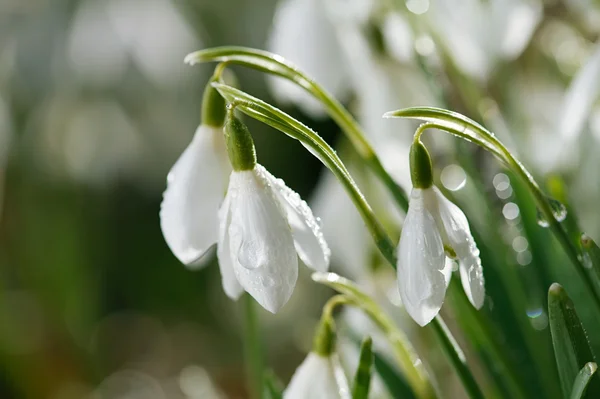 Snowdrop flower in morning dew, soft focus, perfect for postcard — Stock Photo, Image
