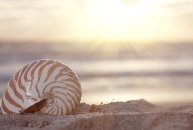Nautilus kabuğu altın tropik güneş ışınları altında sahilde