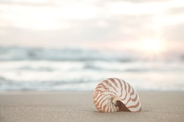 Plaj, gün doğumu ve tropikal deniz kabuğu Nautilus