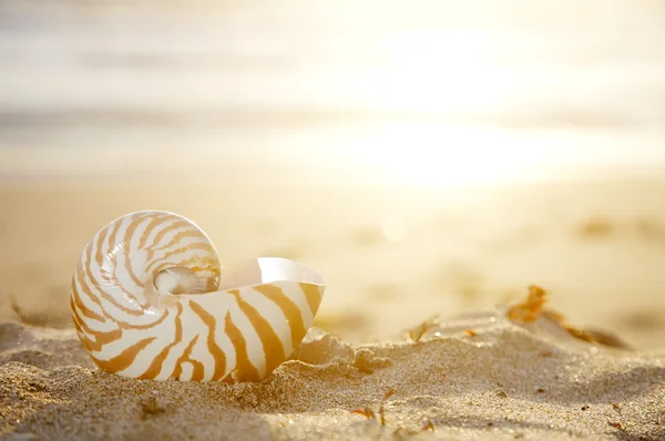 金色の熱帯太陽梁下ビーチのオウムガイの殻 — ストック写真