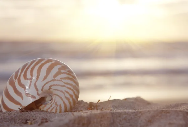 stock image Nautilus shell on beach under golden tropical sun beams