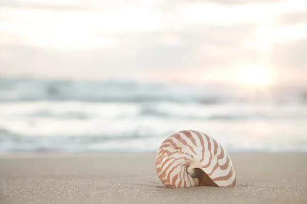 Nautilus shell on beach, sunrise and tropical sea — Stock Photo, Image