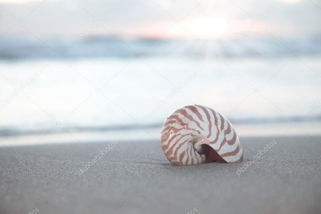 Nautilus shell on beach, sunrise and tropical sea