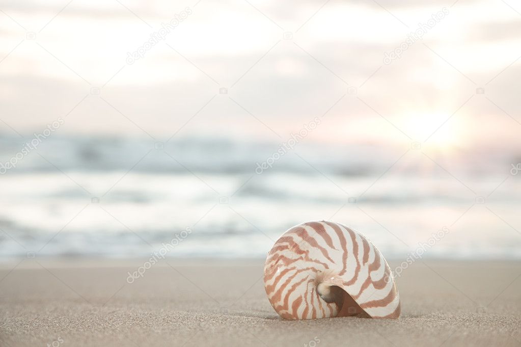 Nautilus shell on beach, sunrise and tropical sea