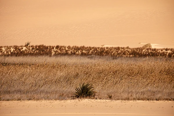 Woestijn sahara oase op zonsondergang, Egypte — Stockfoto