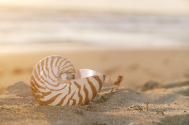 Nautilus kabuğu altın tropik güneş ışınları altında sahilde