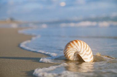 Nautilus shell on beach and blue sea clipart