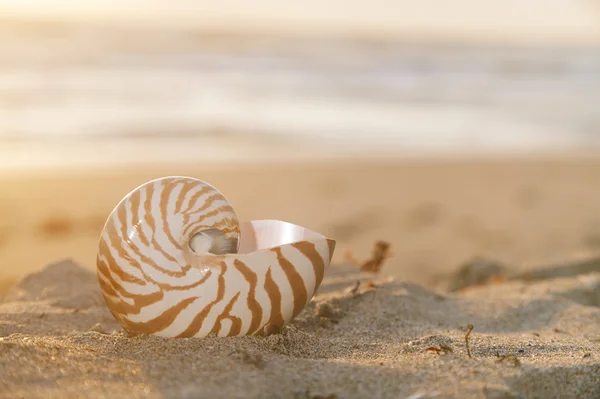 Concha de Nautilus na praia sob raios de sol tropicais dourados — Fotografia de Stock