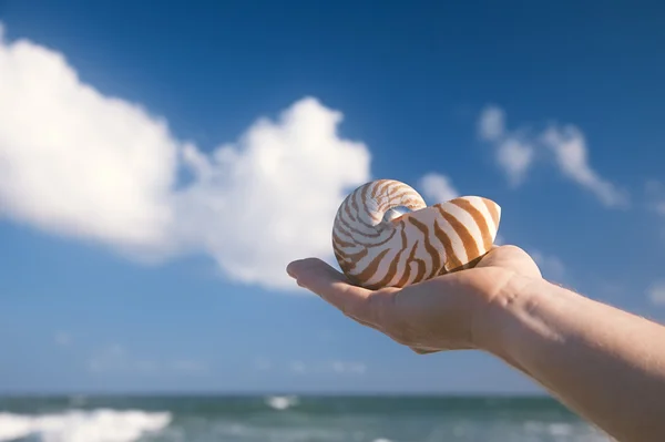 Male hand holding nautilus shell against sea waves — Stock Photo, Image