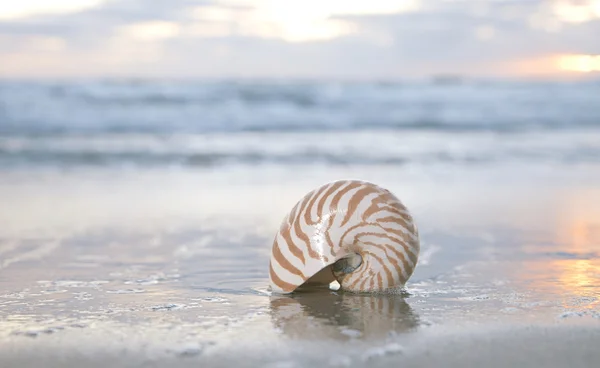stock image Nautilus shell on beach, sunrise and tropical sea