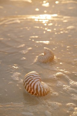 Denizde altın gündoğumu ve nautilus kabuğu