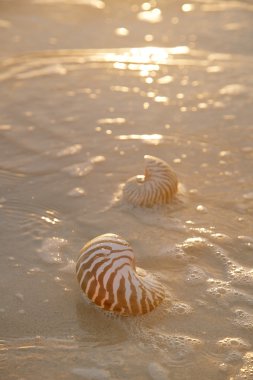 Golden sunrise and nautilus shells in the sea clipart