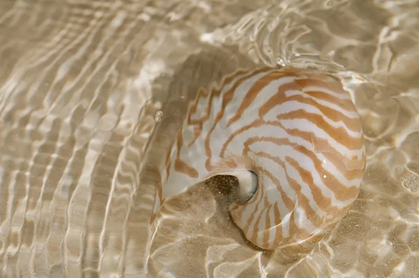 Nautilus-Muschel in der Meereswelle — Stockfoto