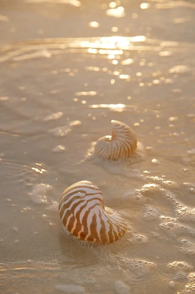 Goldener Sonnenaufgang und Nautilus-Muscheln im Meer — Stockfoto