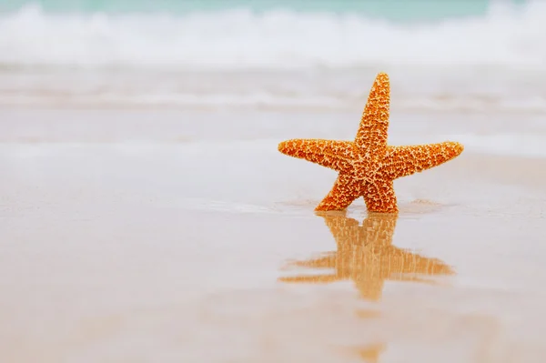 stock image Starfish on beach, blue sea and reflection