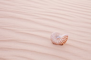 Nautilus pompilius kumul, sığ dof kabuğunda