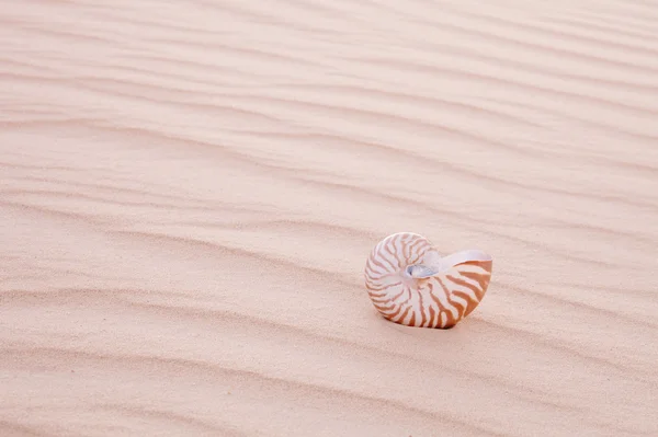 Наутилус Пилиус ракушка в песчаной дюне, низкая дюна — стоковое фото