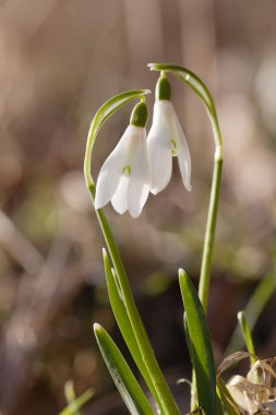 Two lovely snowdrop flowers soft focus, perfect for postcard clipart