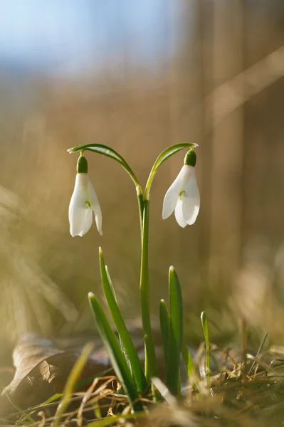 Two lovely snowdrop flowers soft focus, perfect for postcard — Stock Photo, Image
