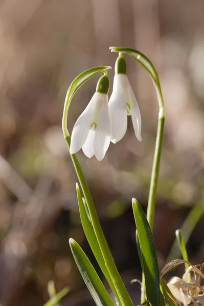 Two lovely snowdrop flowers soft focus, perfect for postcard — Stock Photo, Image