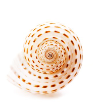 Sea shell Tonna Tesselata isolated on white clipart