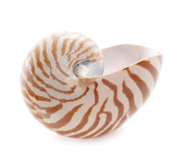 stock image Nautilus pompilius sea shell, isolated on white, shallow dof