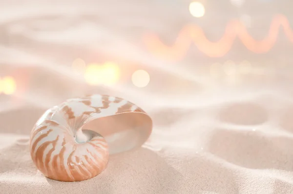 Guscio del Nautilus sulla sabbia della spiaggia e luce solare dorata tropicale — Foto Stock