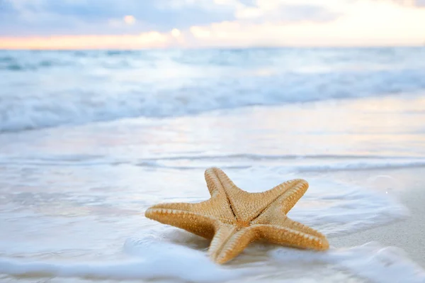 Sea star zeester op strand, blauwe zee en zonsopgang tijd, ondiepe d — Stockfoto