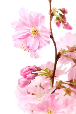 Beyaz izole pembe kiraz çiçeği (sakura çiçekler),