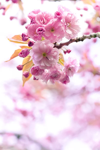 Blossoming sakura flowers, closeup shot — Zdjęcie stockowe