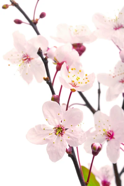 Różowy kwiat wiśni (sakura kwiaty), na białym tle — Zdjęcie stockowe