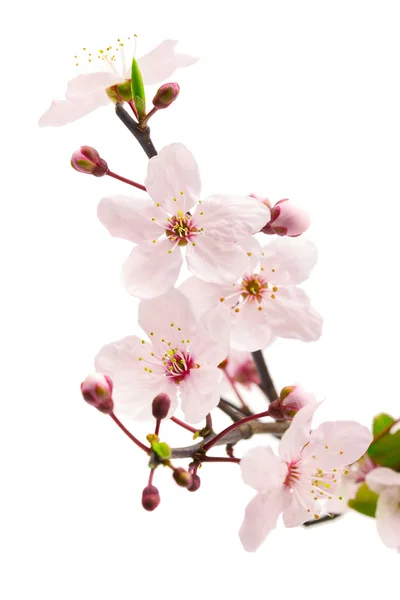 Цветок розовой вишни (цветы сакуры), выделенный на белом — стоковое фото