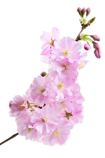 Pink cherry blossom (sakura flowers), isolated on white — Stock Photo, Image
