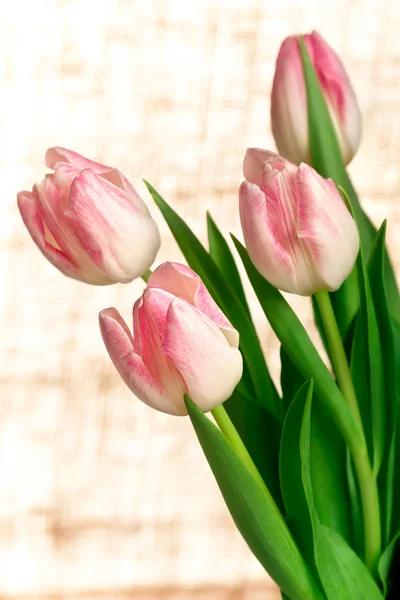 Piękne różowe tulipany na błyszczącym tle — Zdjęcie stockowe