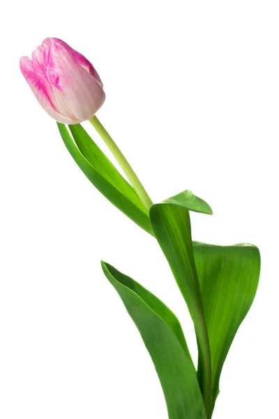 Une tulipe rose isolée sur blanc — Photo