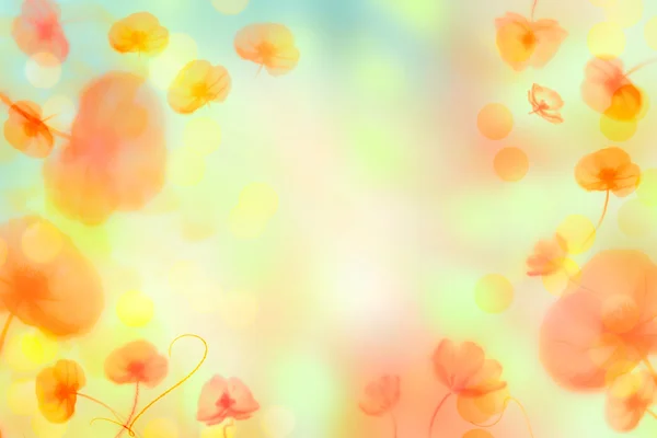 Helder Lente/zomer bloem achtergrond met papaver — Stockfoto