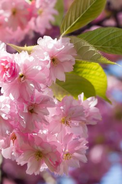 Beautiful pink flowers on blue sky background clipart