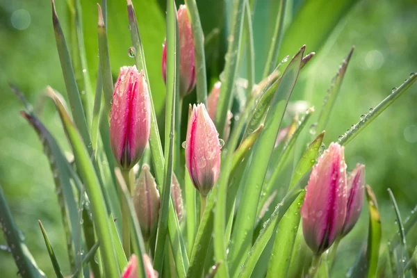 Belles tulipes printanières roses recouvertes de rosée — Photo