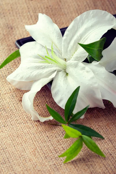 Krásné bílé lilie květ, detailní záběr — Stock fotografie