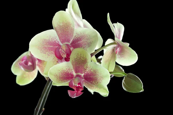 Žluté a fialové orchideje izolované na černém pozadí — Stock fotografie