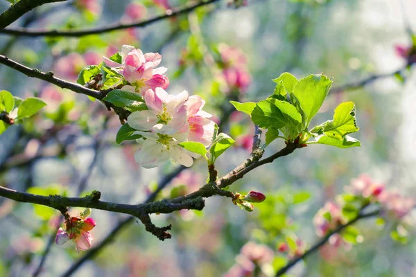 Spring blossom: branch of a blossoming apple tree on garden back — Stock Photo, Image