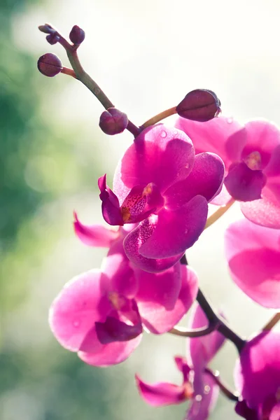 Lila orchidea virágok, cloeup, lövés, így összpontosítani egyik a virágok — Stock Fotó