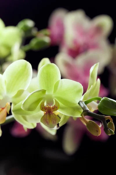 Gula och lila orkidéer isolerad på svart bakgrund — Stockfoto