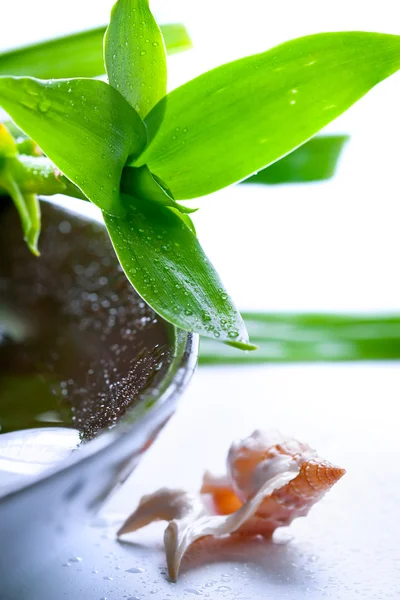 Bamboo leaves and shells in water drops, closeup shot, focus on — Stock Photo, Image