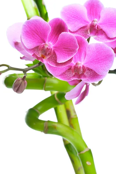 Bellissimi fiori di orchidea viola e bambù isolati su bianco — Foto Stock