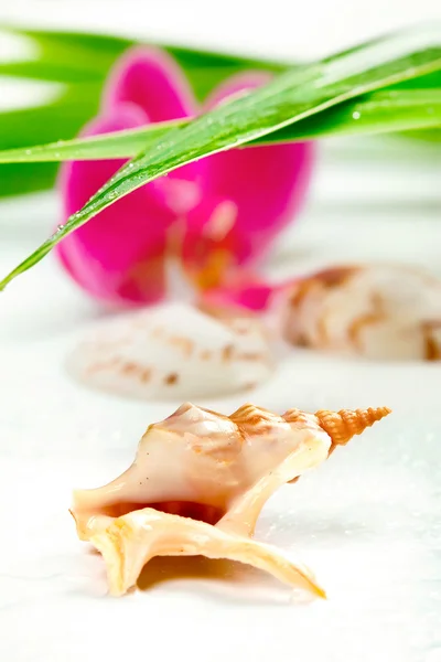 Seashell, purple orchid and bamboo, on white, closeup shot, focu — Stock Photo, Image