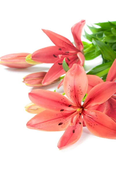 Beautiful fresh pink / red lily flowers, isolated on white — стоковое фото